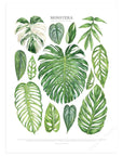 Monstera Species Print