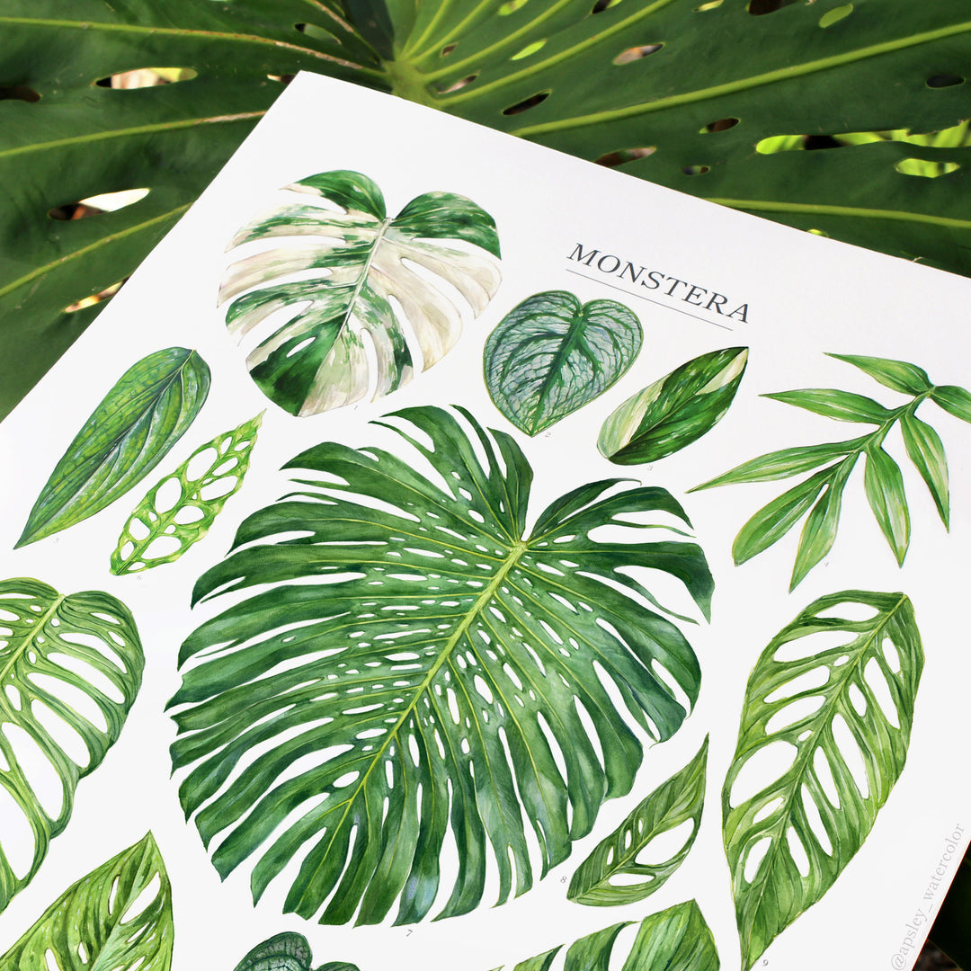 monstera poster Monstera Species Print – Diameter Plants