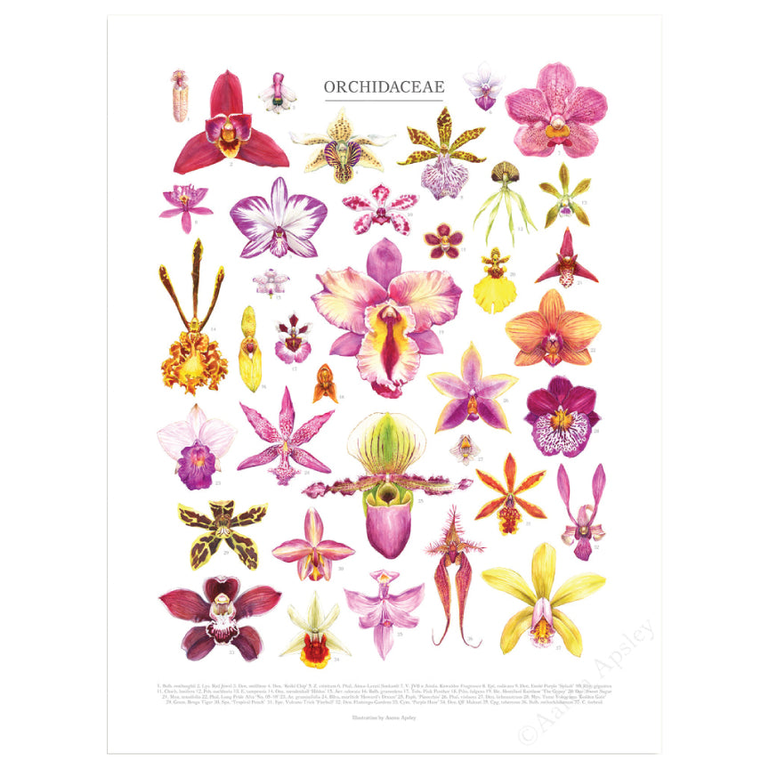 Orchidaceae Species Print