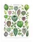 Peperomia Species Print