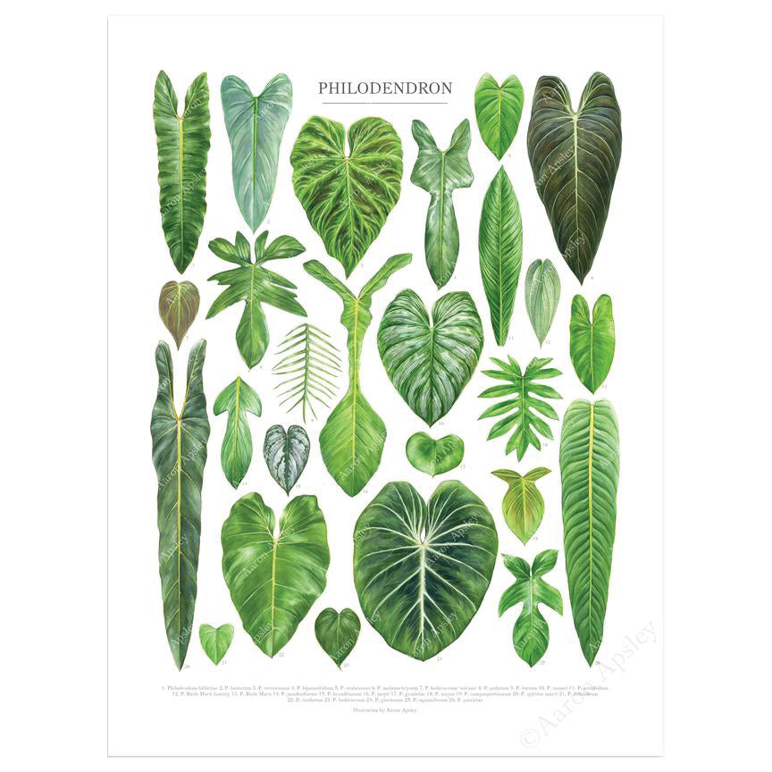 Philodendron Species Print