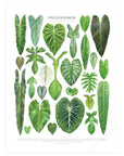 Philodendron Species Print