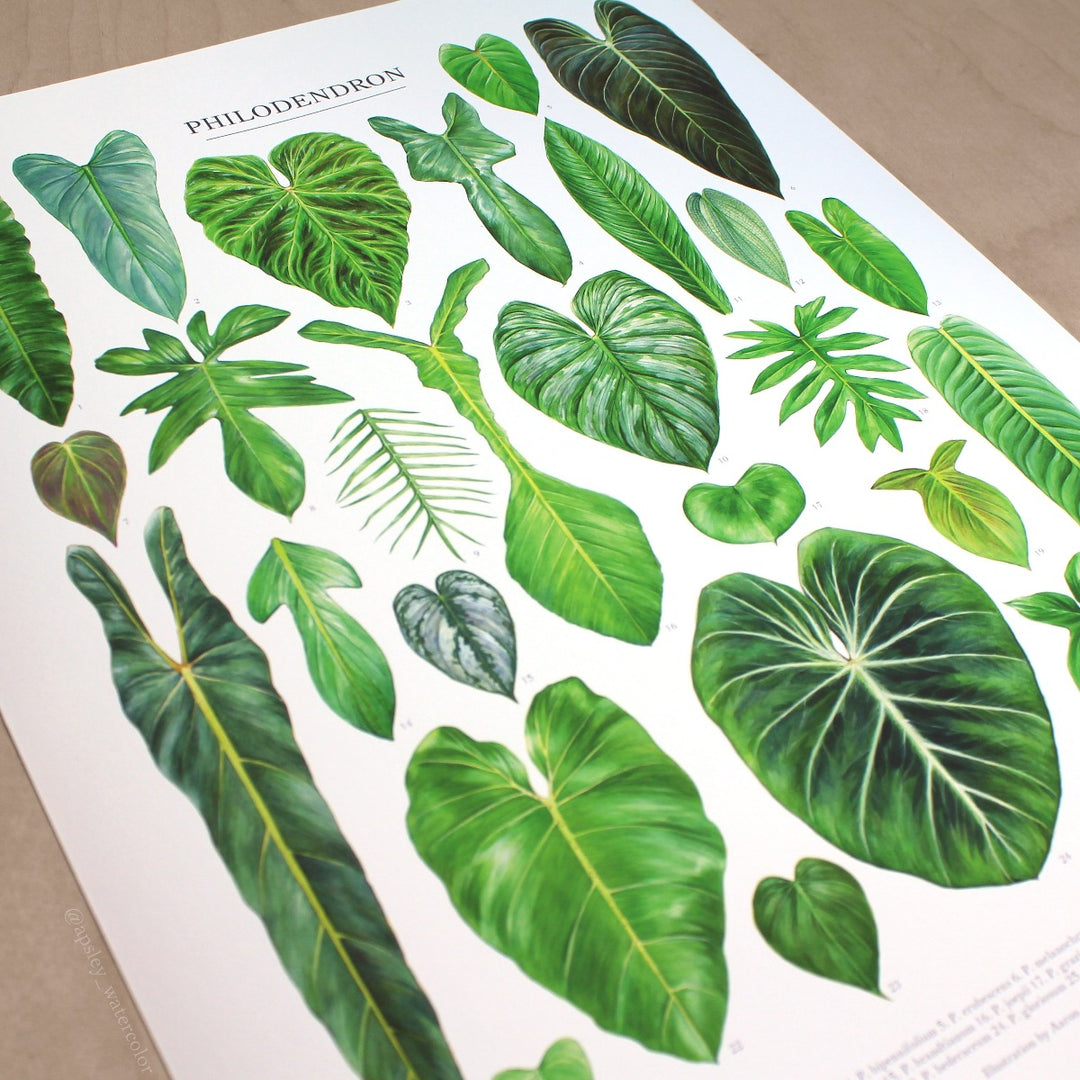 philodendron species Philodendron Species Print