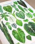 Philodendron Species Print