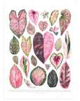 Pink Houseplant Varieties Print