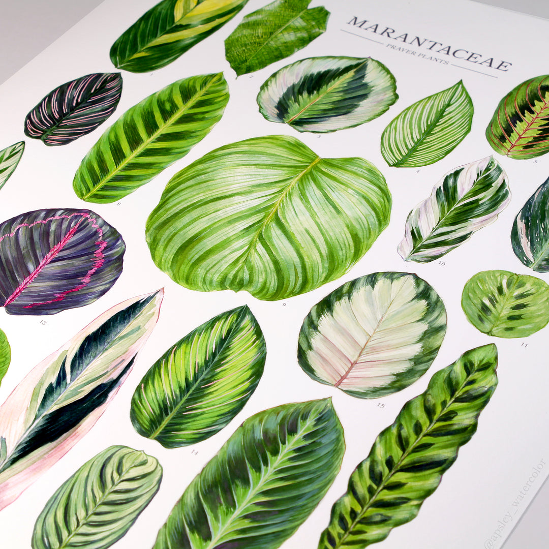 prayer plant varieties with pictures Marantaceae Species Print – Diameter Plants