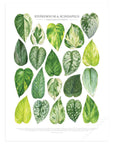Epipremnum & Scindapsus Species Print