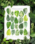 Epipremnum & Scindapsus Species Print