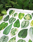 Epipremnum & Scindapsus Species Print