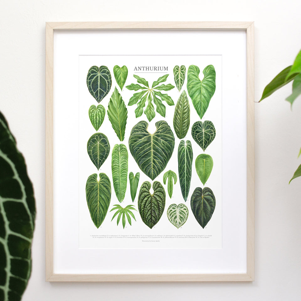 Anthurium Species Print