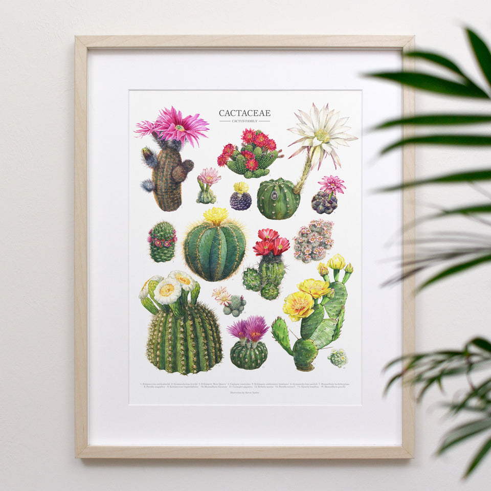 types of flowering cactus plants Flowering Cactus Species Print – Diameter Plants