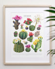 Flowering Cactus Species Print