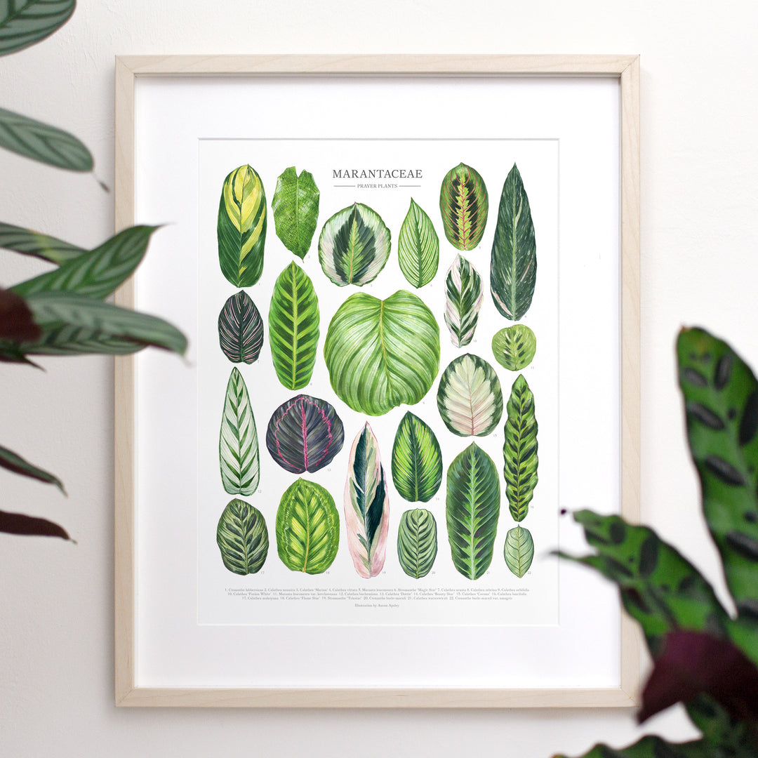 marantaceae plants Marantaceae Species Print