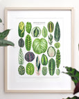 Marantaceae Species Print