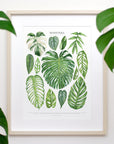 Monstera Species Print