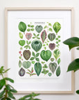 Peperomia Species Print