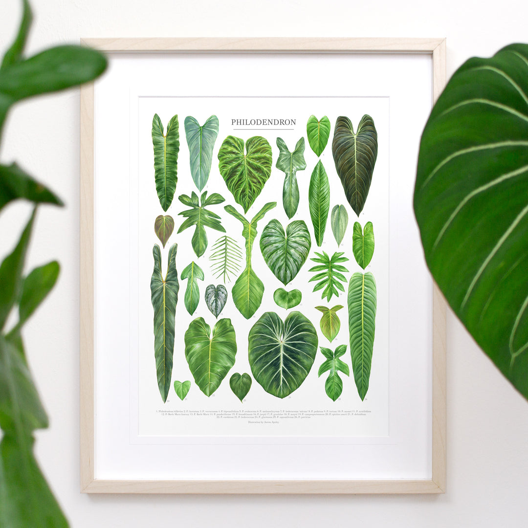 Philodendron Species Print  Diameter Plants