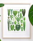 Philodendron Species Print