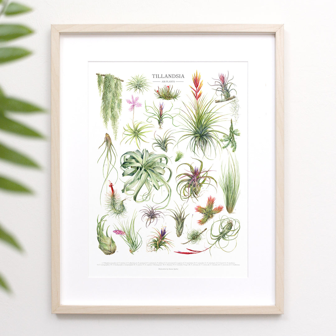 Tillandsia Species Print – Diameter Plants