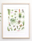 Tillandsia Species Print