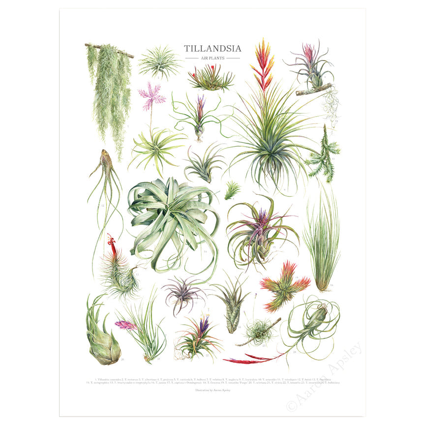 different types of air plants Tillandsia Species Print – Diameter Plants