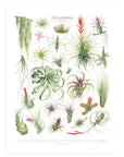 Tillandsia Species Print