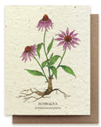 Echinacea Card