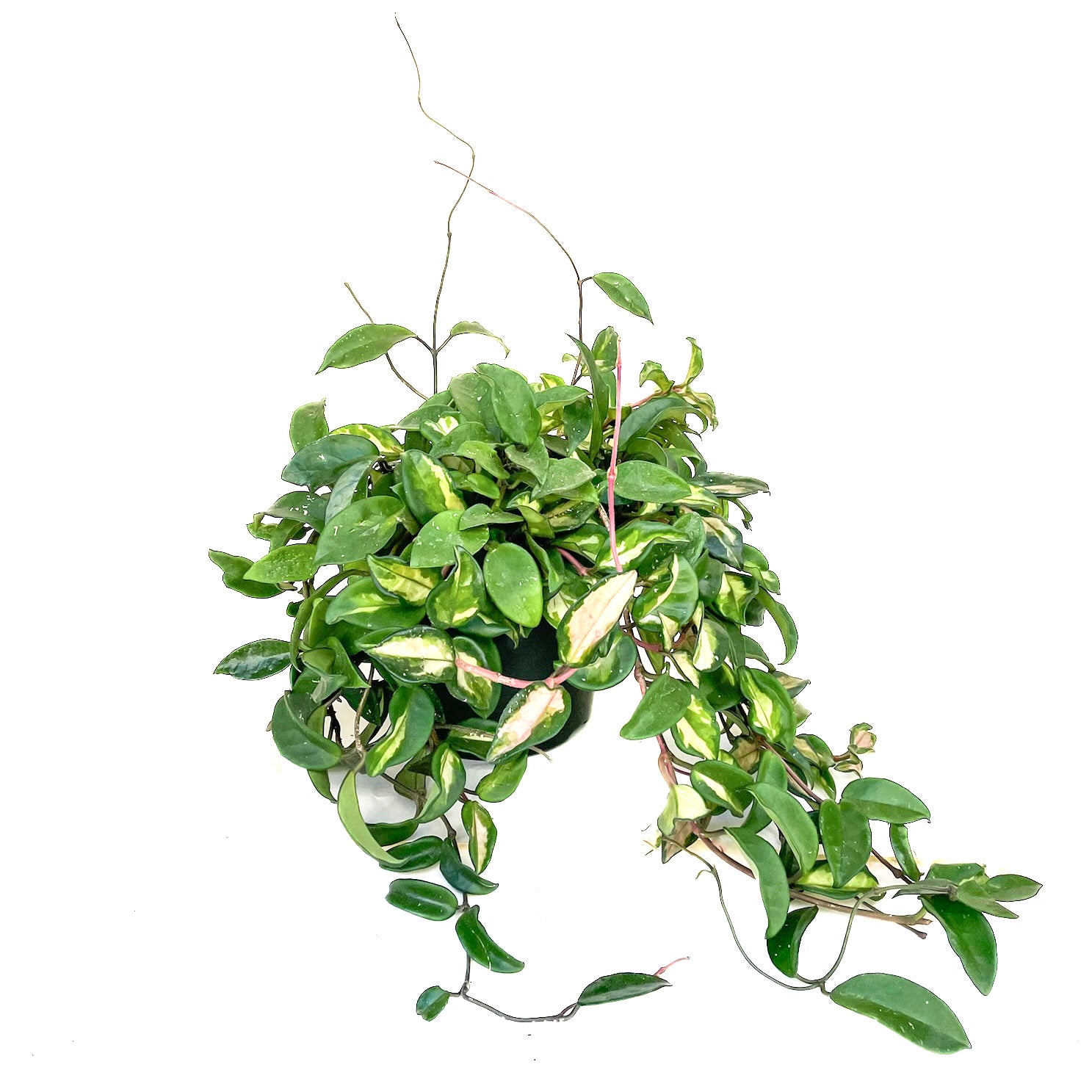 Hoya carnosa 'Krimson Princess' - Thumbnail 2