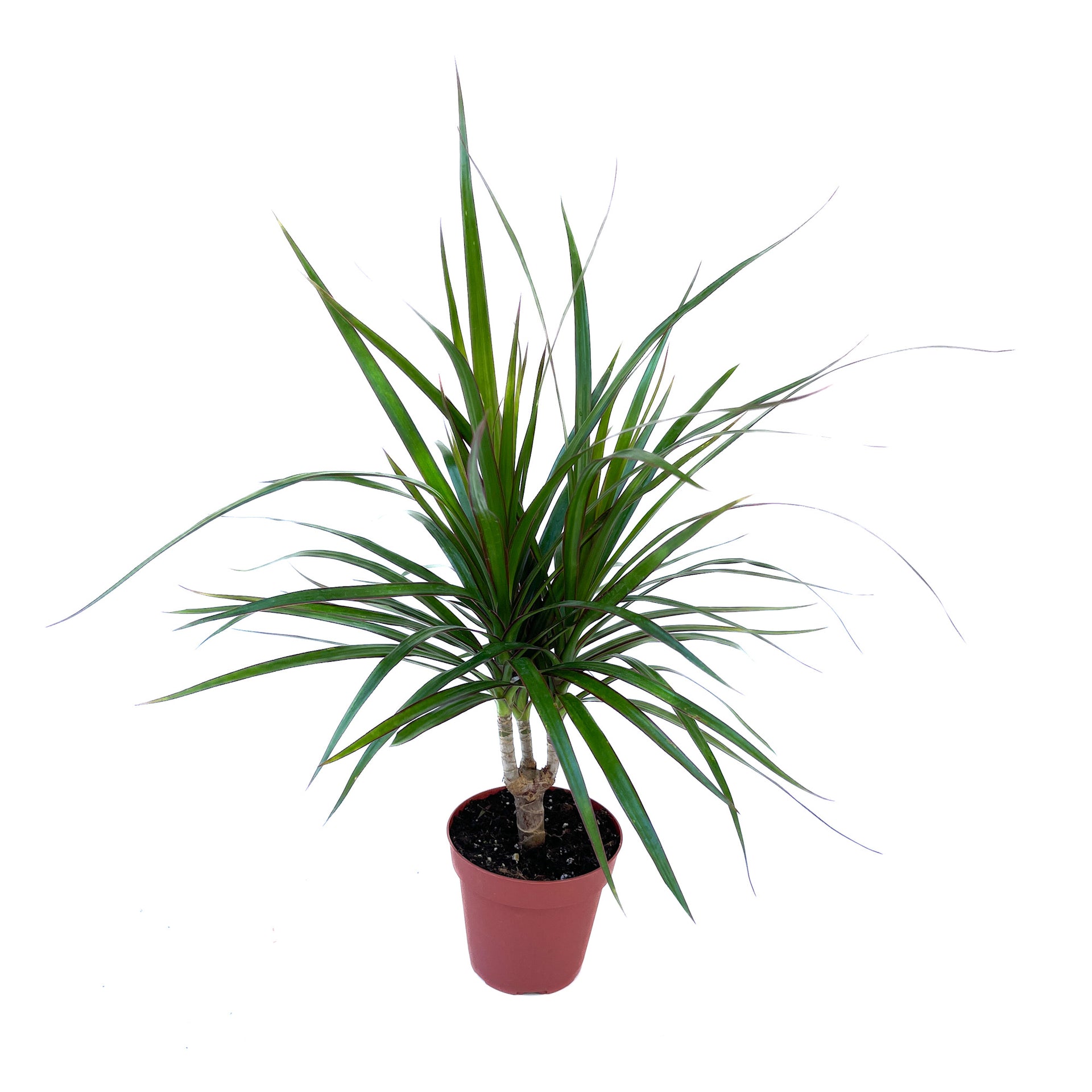 Dracaena marginata – Diameter Plants