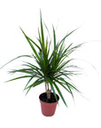 Dracaena marginata