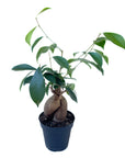 Ficus microcarpa (Ficus Ginseng)