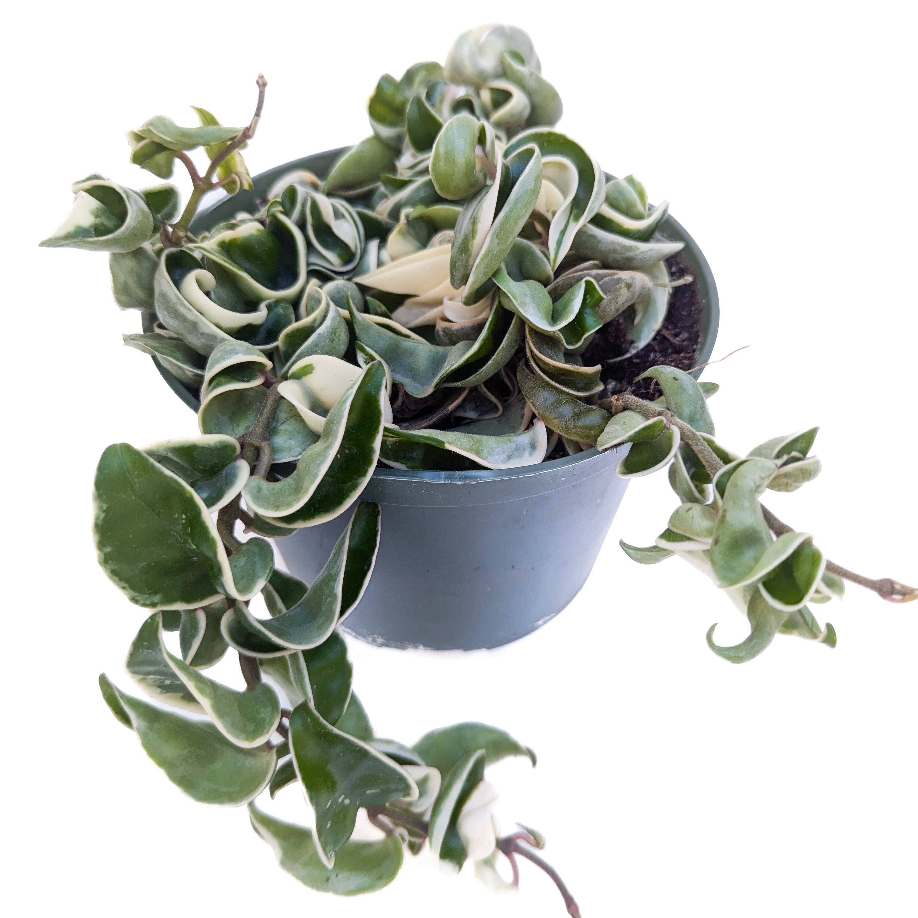 Variegated Hoya Compacta | Variegated Hoya Hindu Rope | Hoya Carnosa ‘Compacta Variegata’ | FREE Shipping store