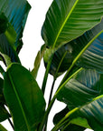 Strelitzia nicolai (Giant White Bird of Paradise)