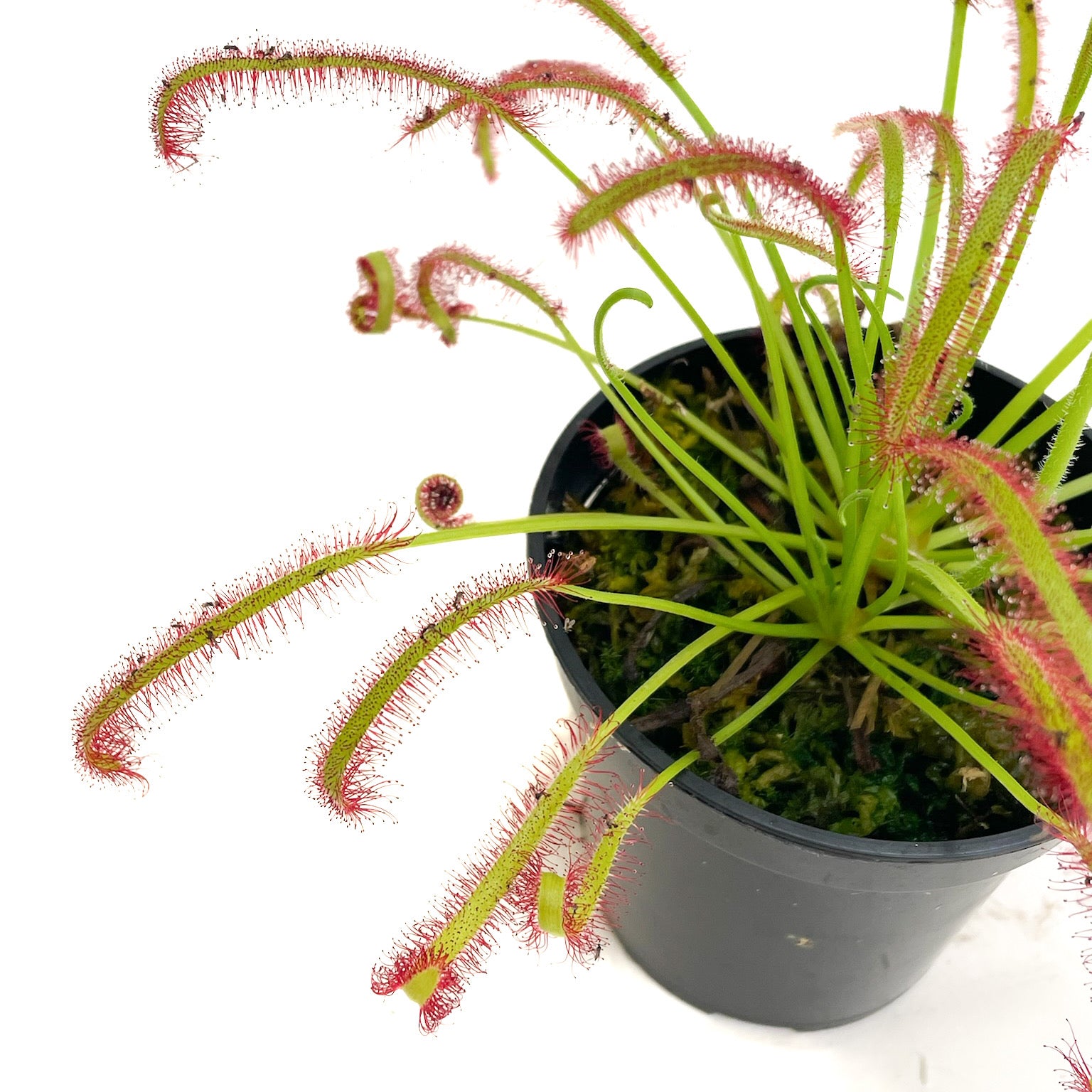 Drosera capensis