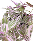 Tradescantia albiflora 'Lilac'