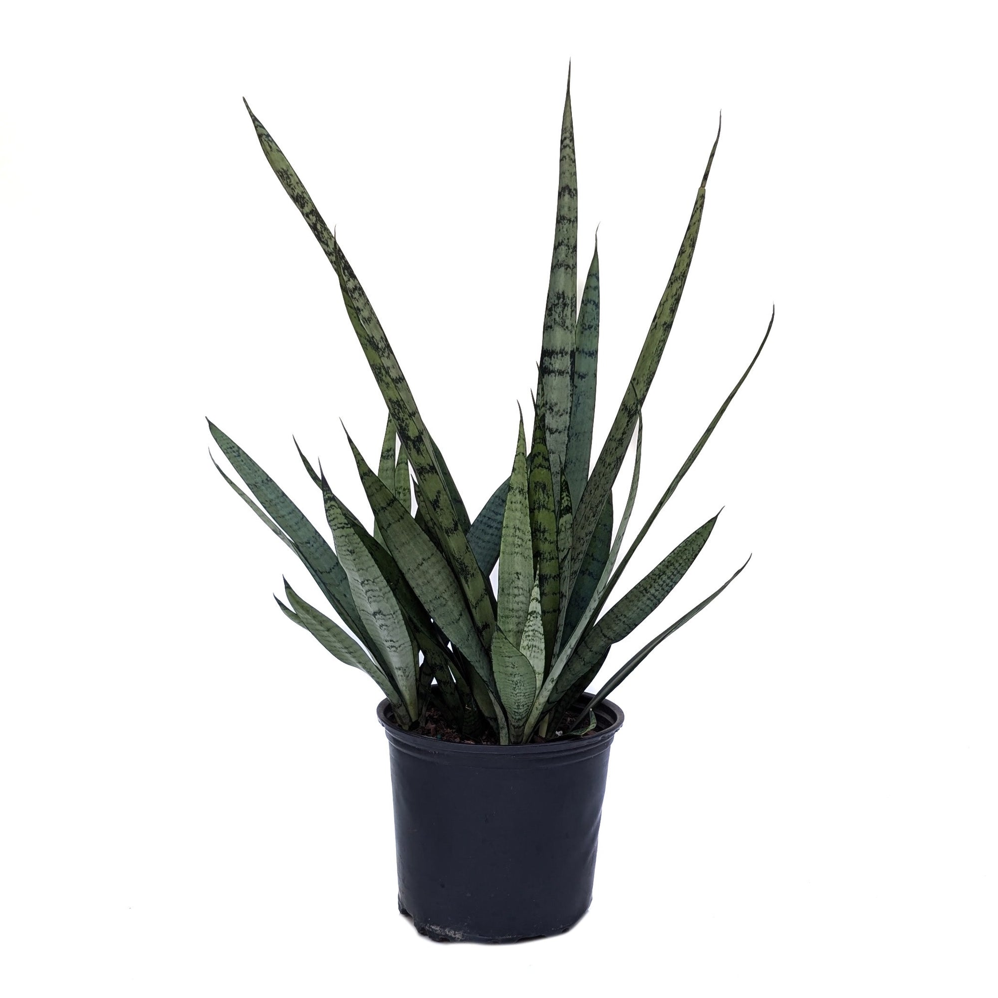 sansevieria streaker Sansevieria 'Silver Streak' – Diameter Plants