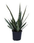 Sansevieria 'Silver Streak'