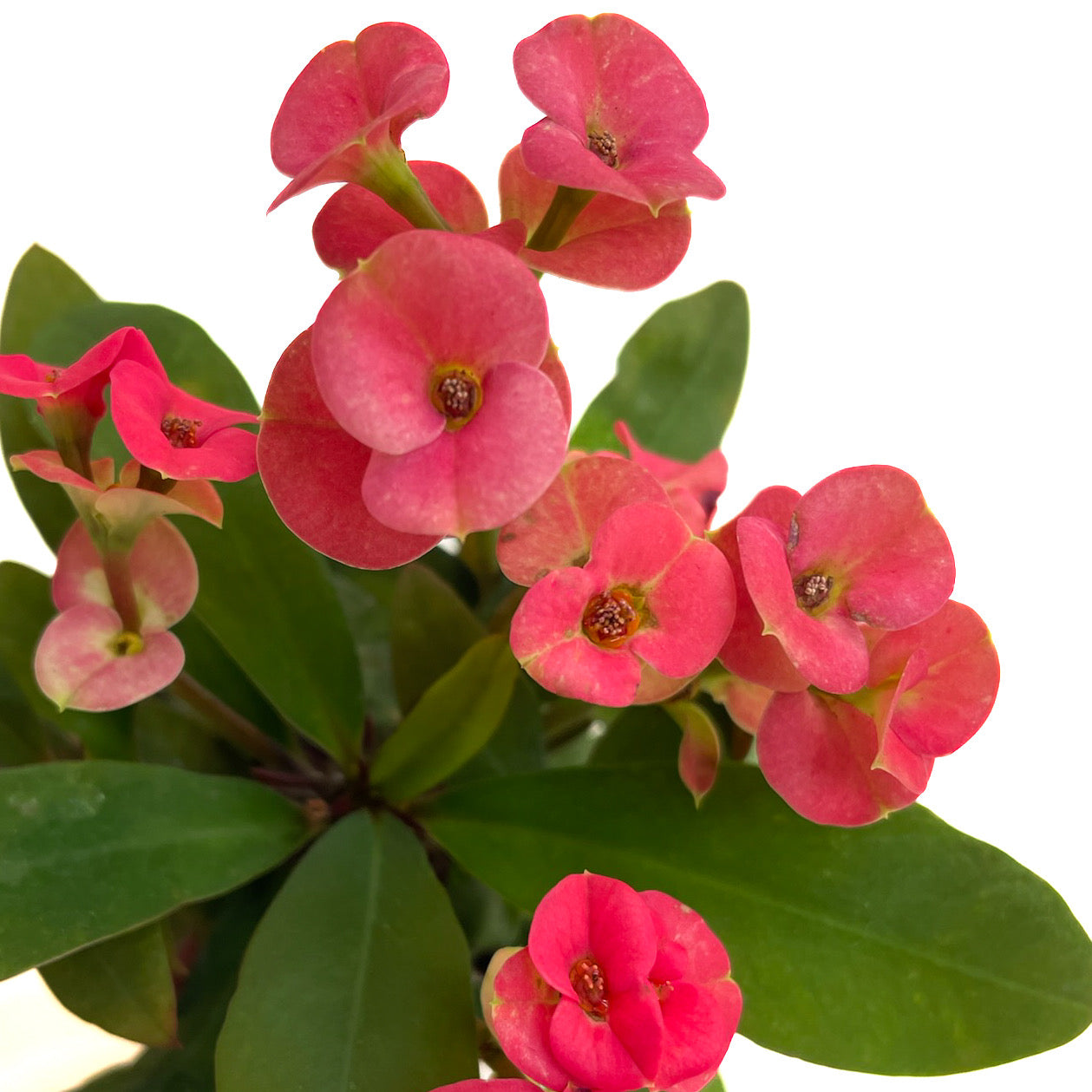 Euphorbia milii (Crown of Thorns)