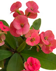 Euphorbia milii (Crown of Thorns)