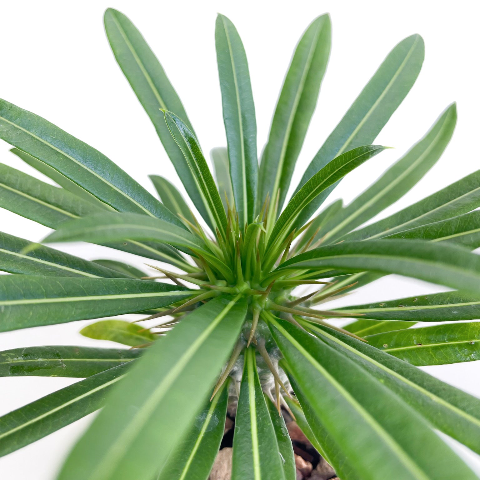 Pachypodium lamerei