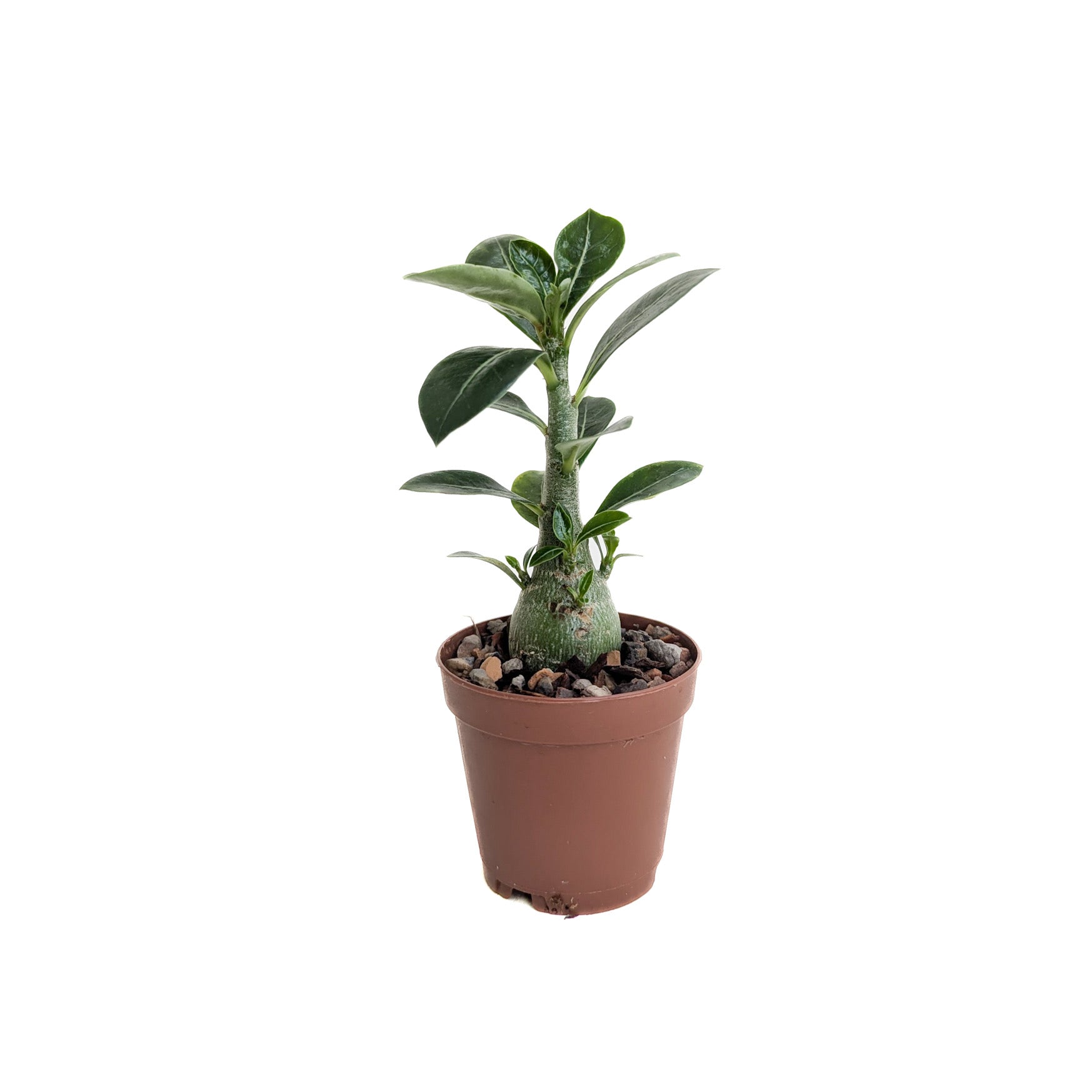 Adenium obesum (Desert Rose)