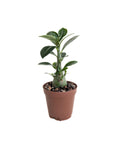 Adenium obesum (Desert Rose)