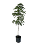 Terminalia buceras (Black Olive Tree)
