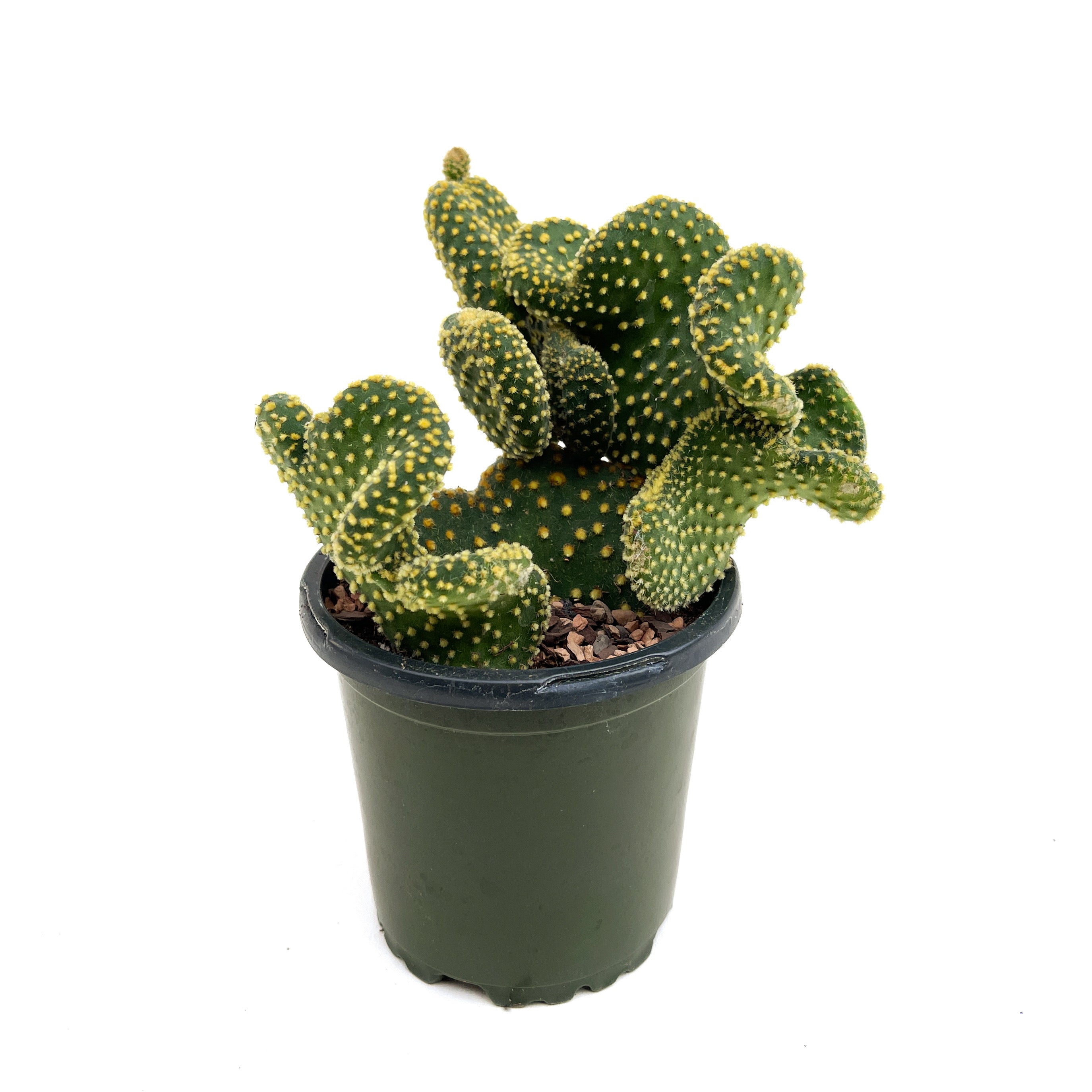 Opuntia macroriza20cm 新芽あり Opuntia microdasys 'Monstrose' (Golden Swirl) – Diameter Plants