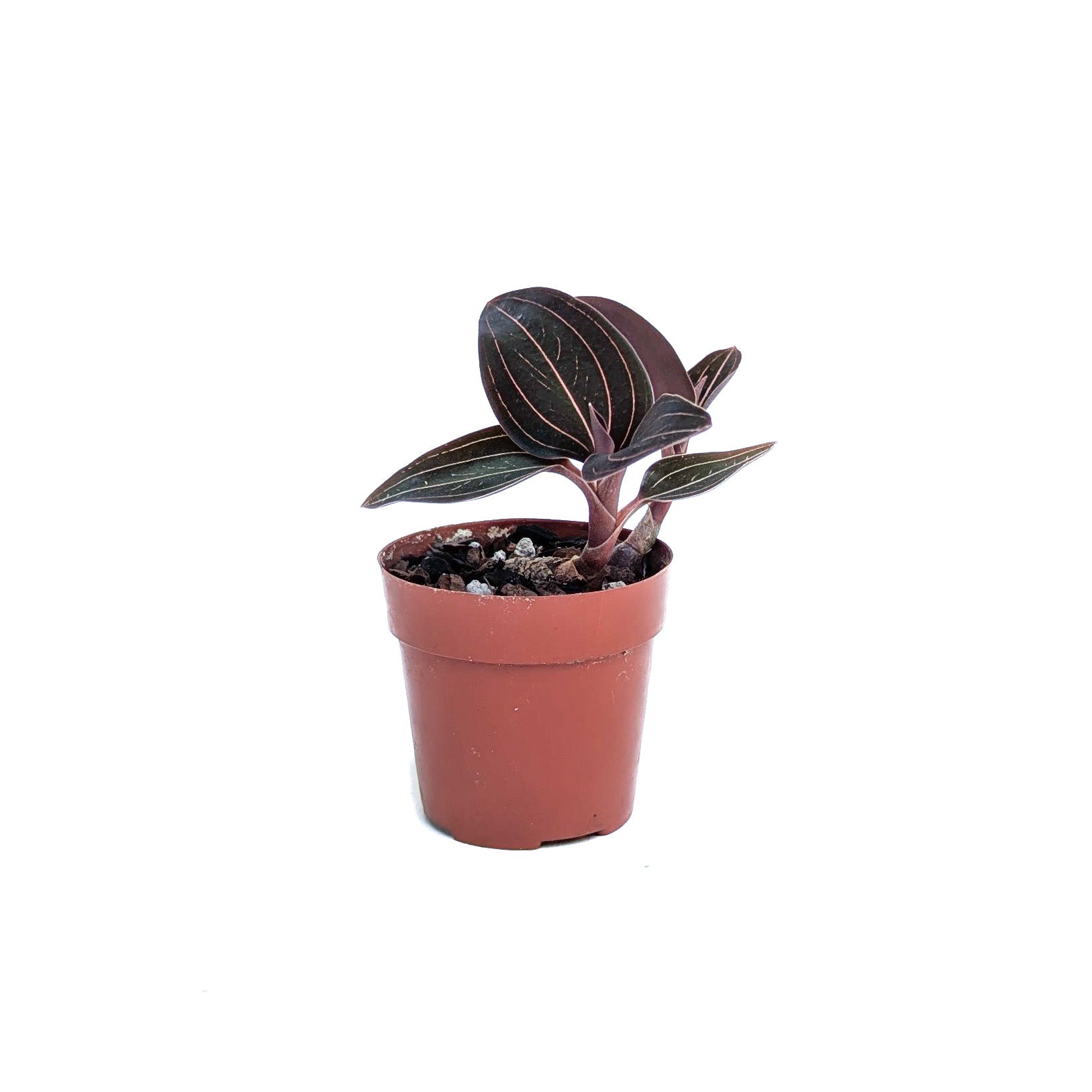 Ludisia discolor (Jewel Orchid)