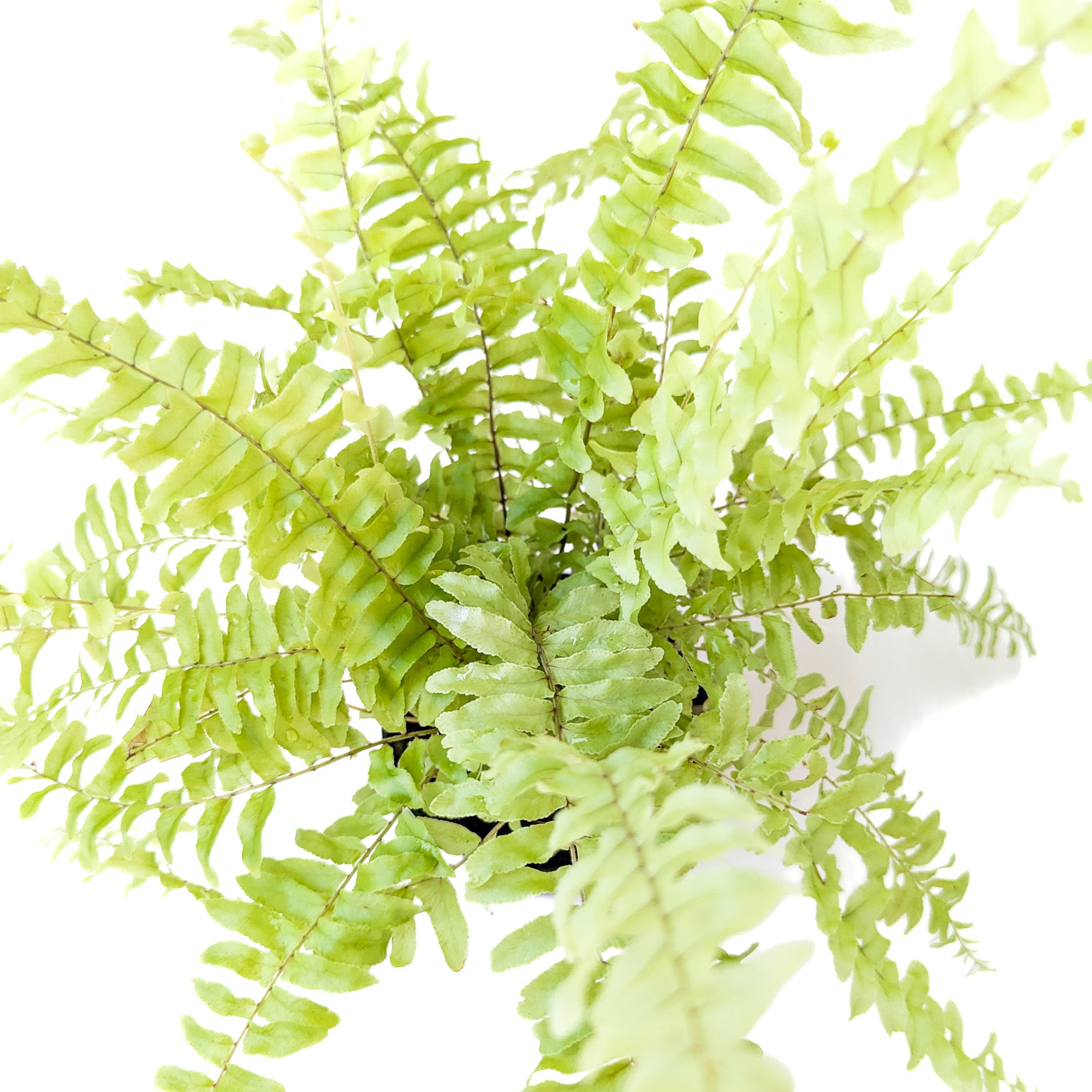 Nephrolepis exaltata 'Rita's Gold'
