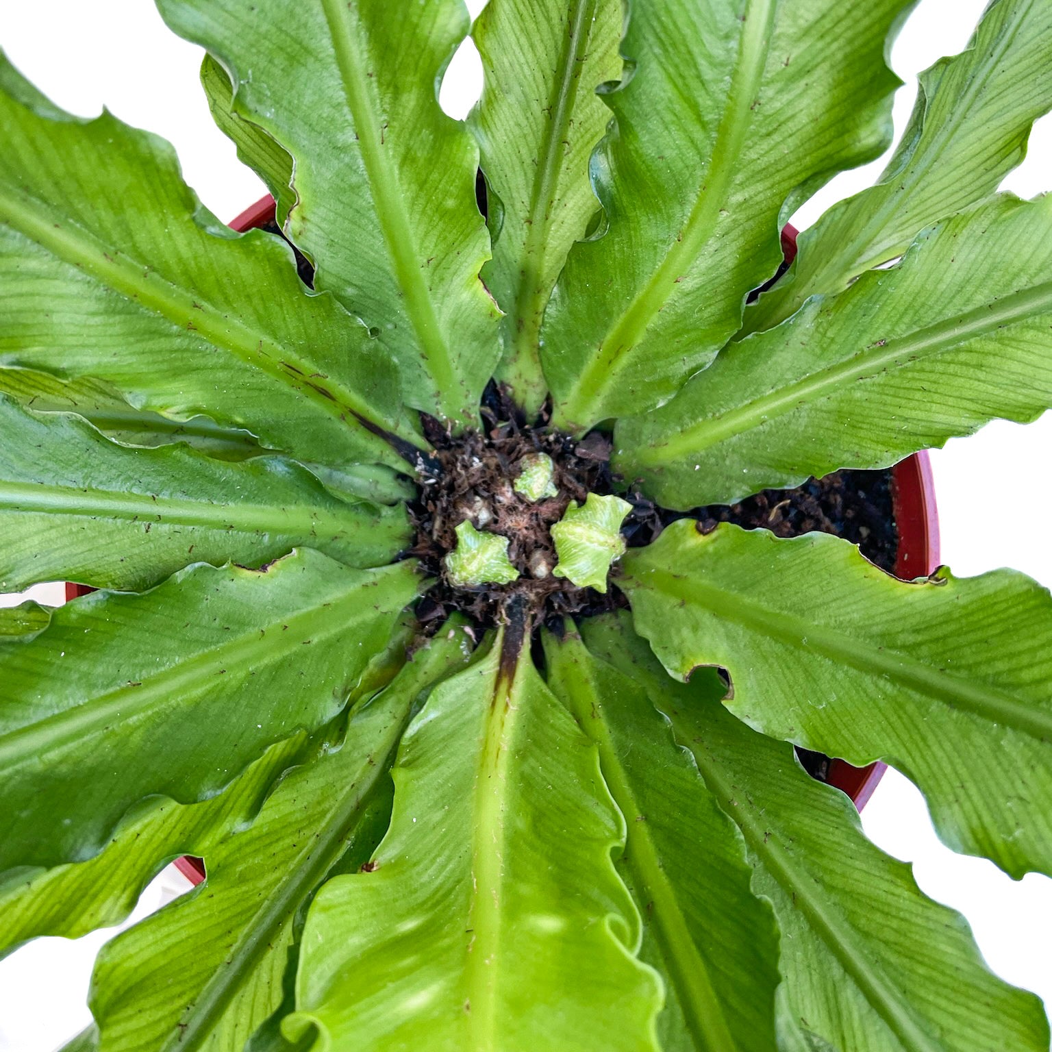 Asplenium antiquum &#39;Osaka&#39;