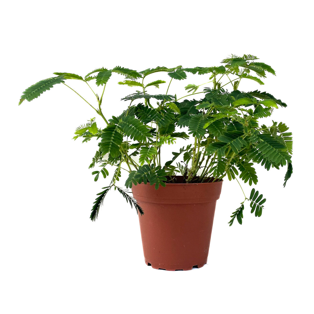 Mimosa pudica (Sensitive Plant) - Thumbnail 2