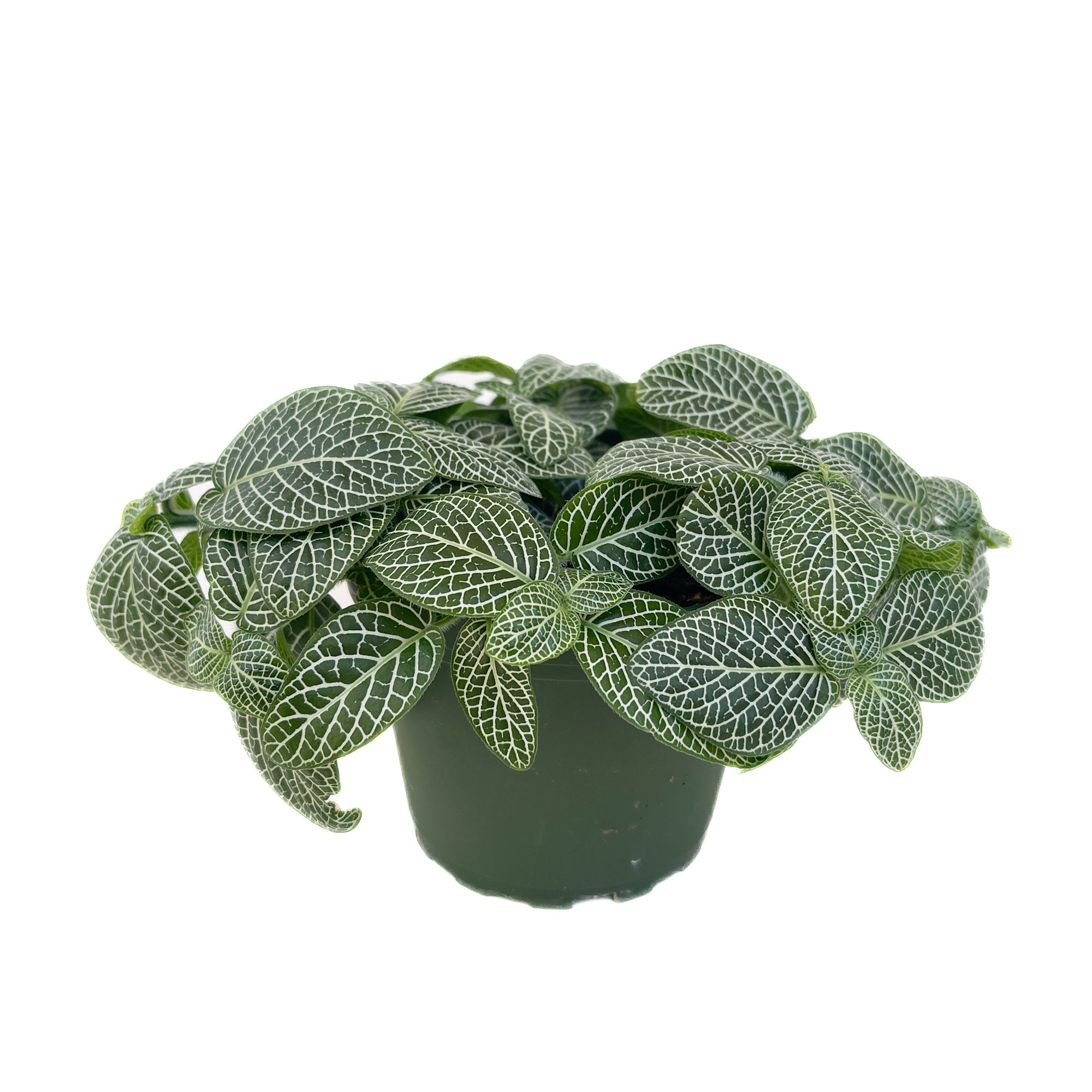 Fittonia albivenis (Nerve Plant)