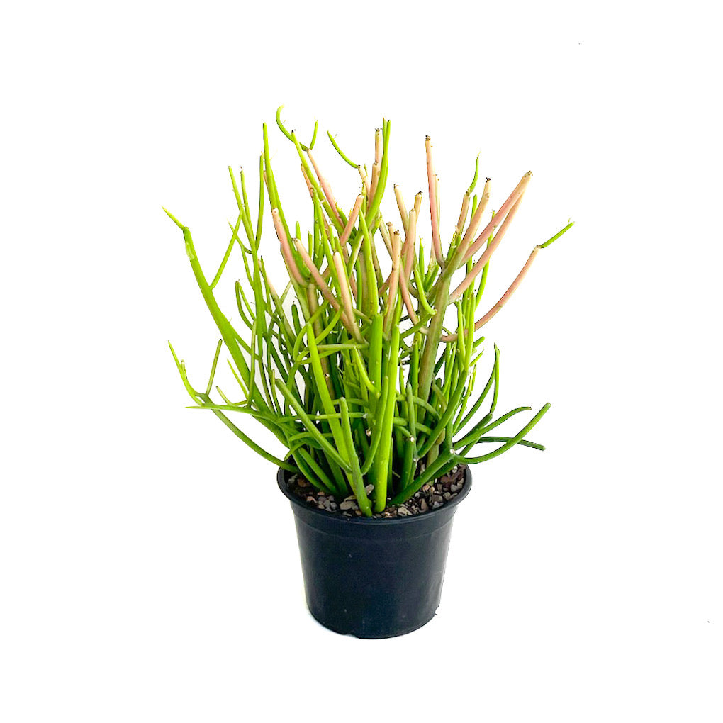 Diameter Plants Euphorbia tirucalli - Thumbnail 2